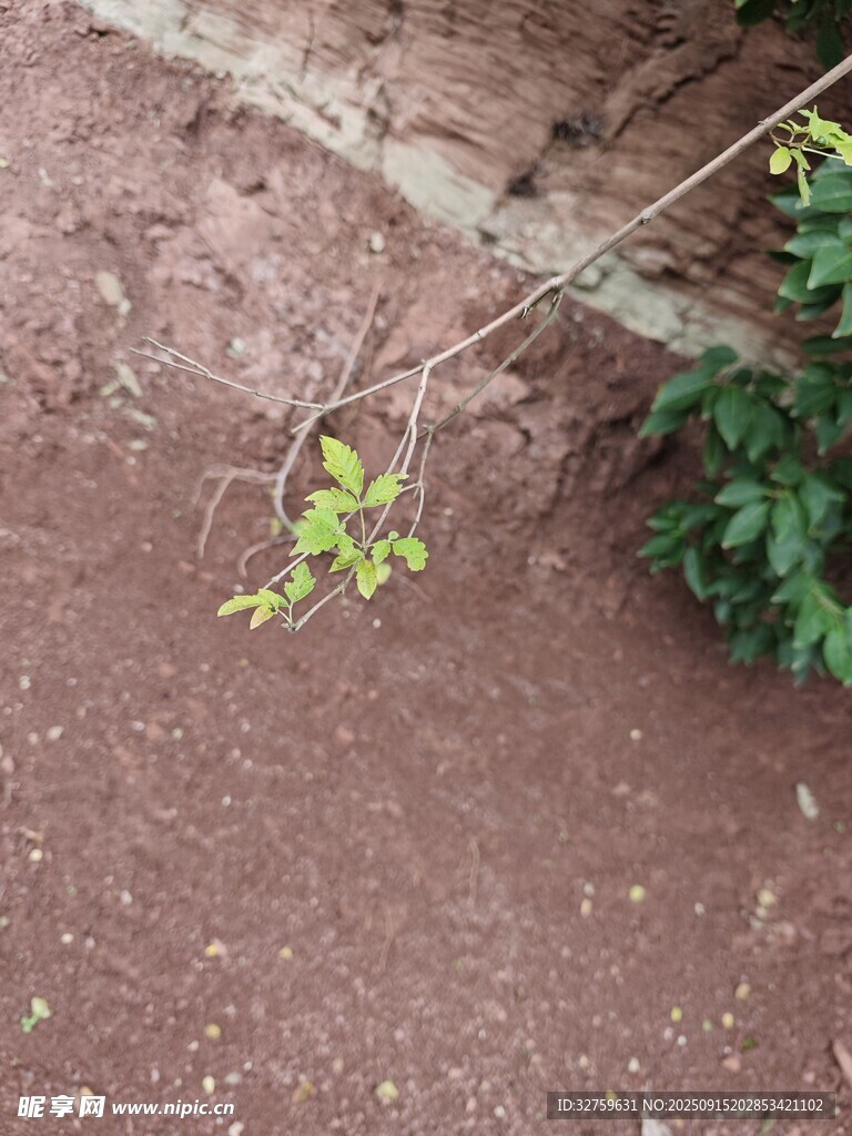 破土而出的嫩綠新芽