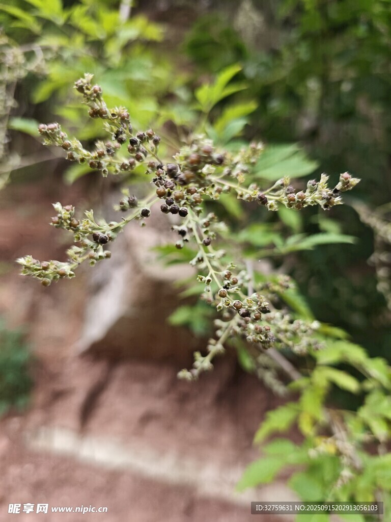 枝頭嫩綠小花初綻