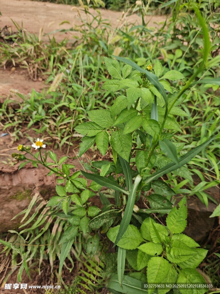 田間嫩綠植物生機(jī)盎然
