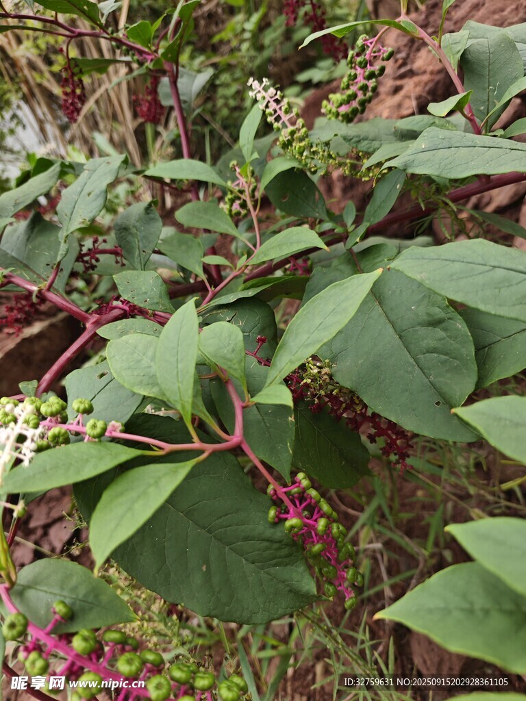 綠葉間的紫花植物