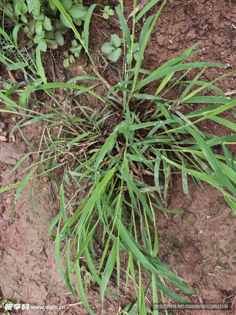 野外生長的綠色草本植物