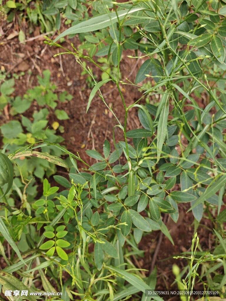 地面上的多樣綠色植物