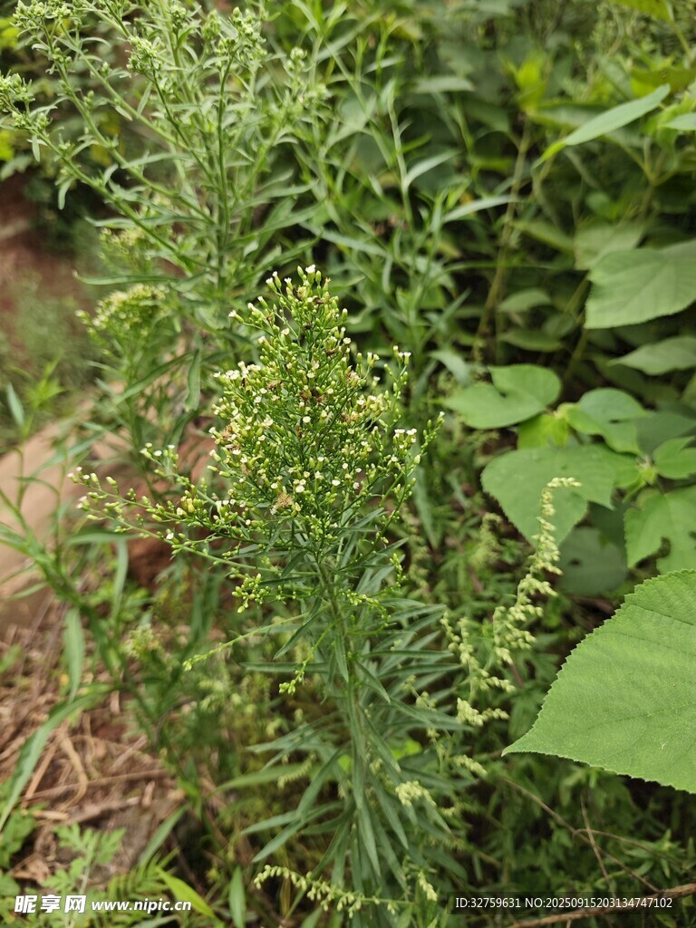 野外綠色植物特寫
