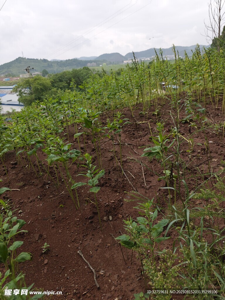 山坡上的綠植與裸露泥土