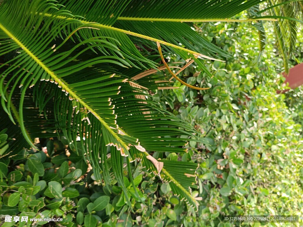 繁茂綠植中的隱秘景致