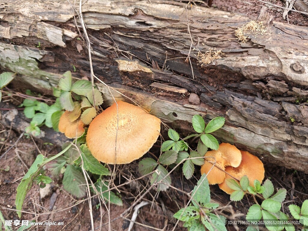 樹干旁生長的橙色蘑菇