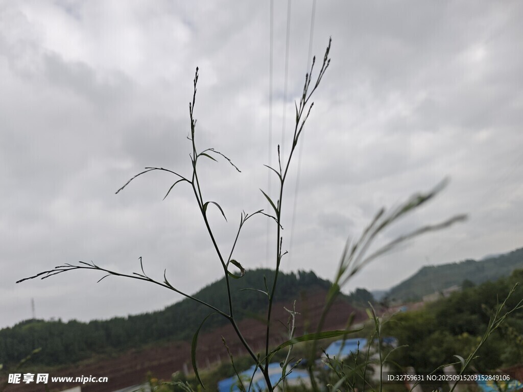 山間枯樹與朦朧遠(yuǎn)景