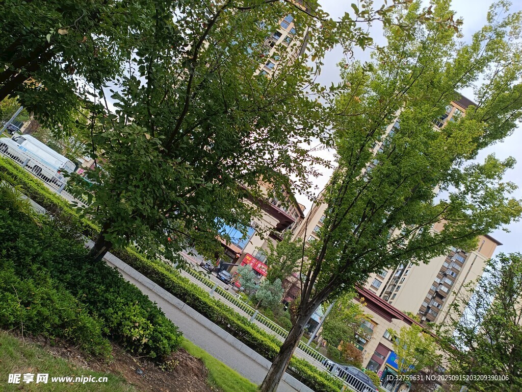 城市中的綠樹與道路景觀