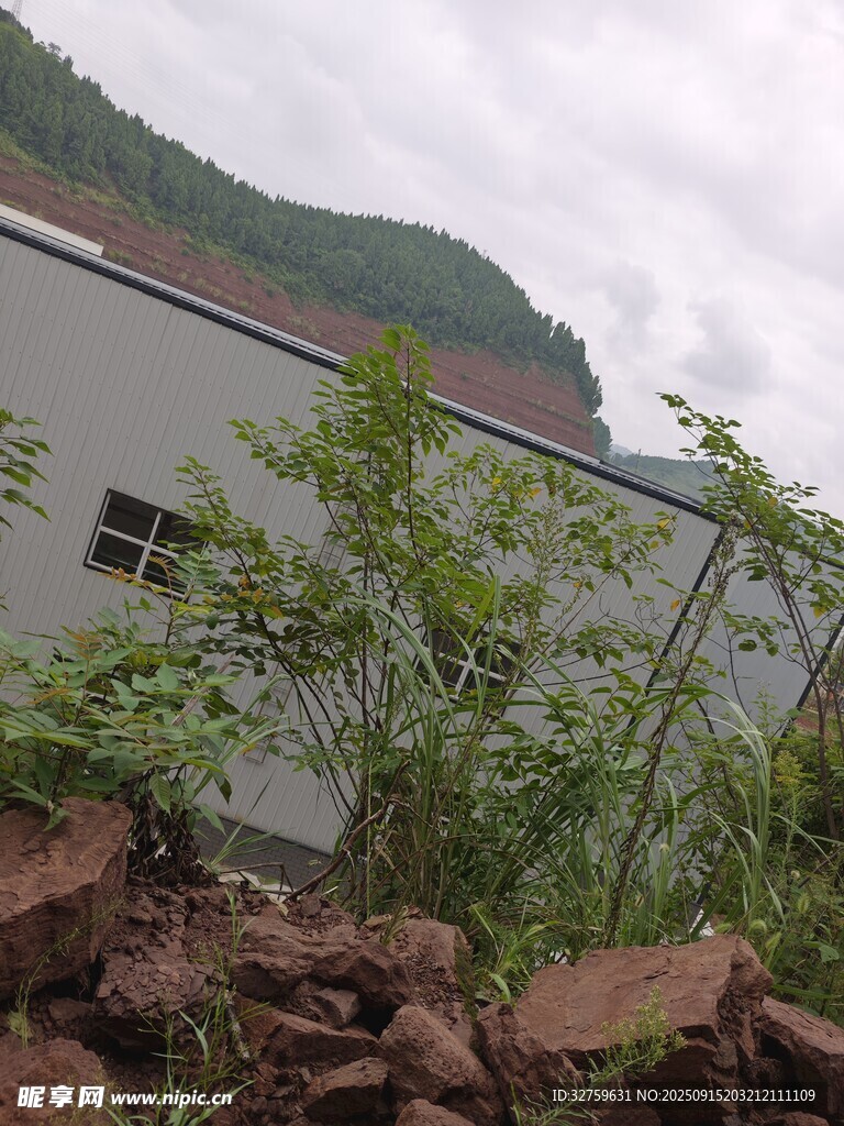 廠房旁生長的綠植與山石