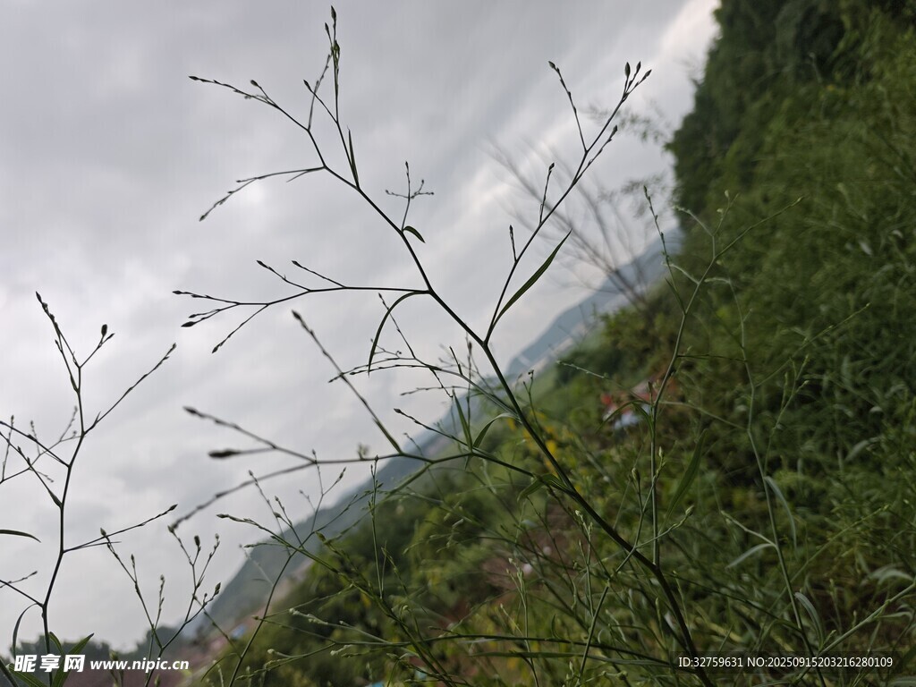 山間植物與朦朧遠(yuǎn)景