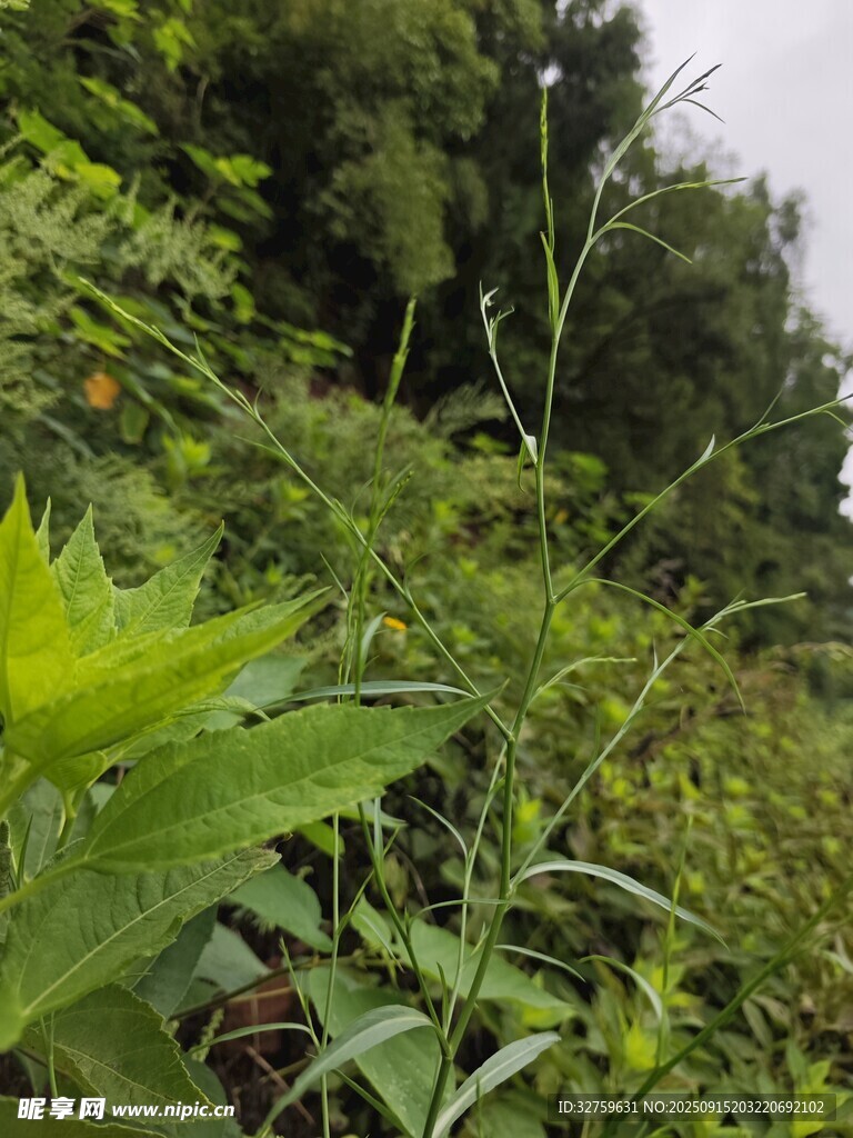 繁茂綠植景觀