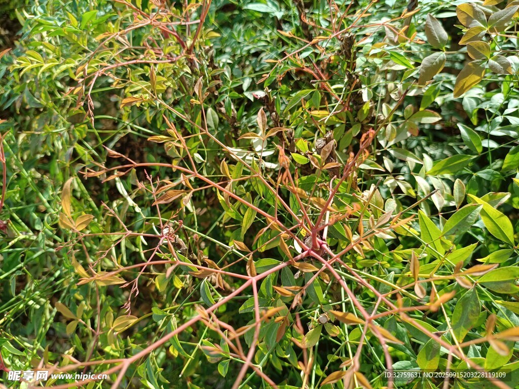 帶刺植物特寫(xiě)