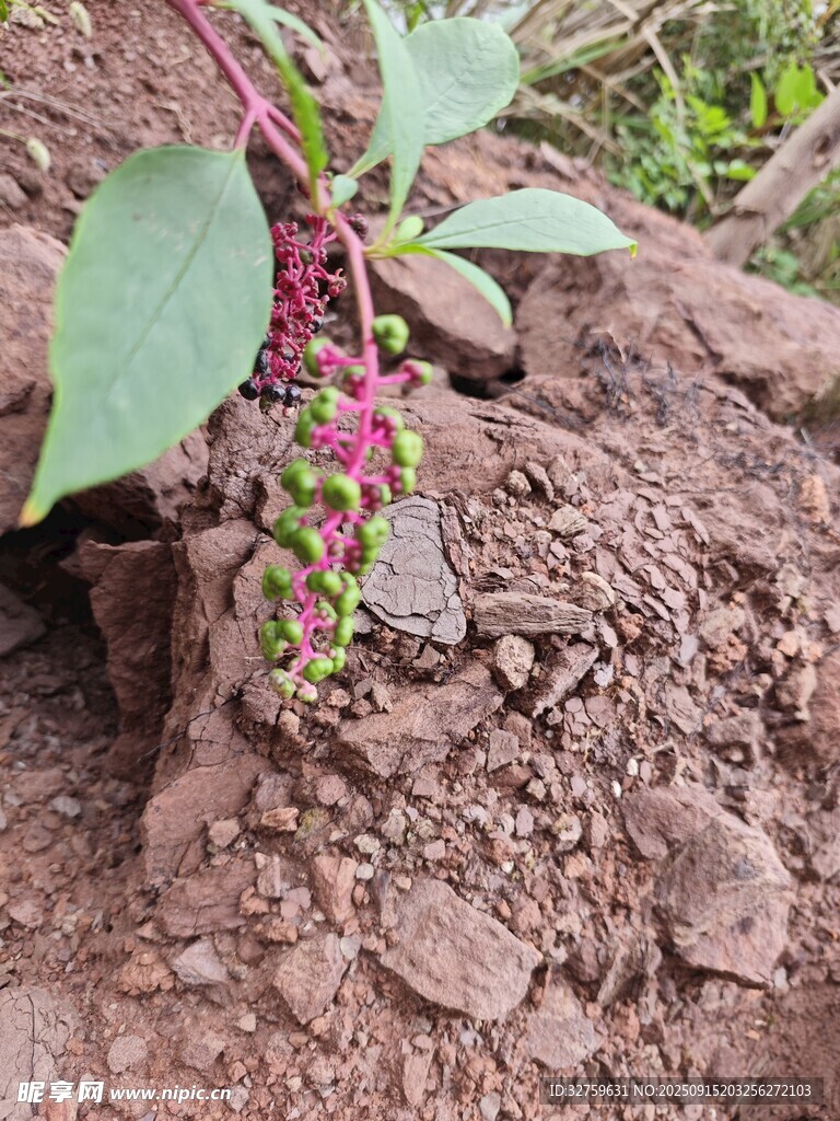 土中生長的紫色穗狀植物