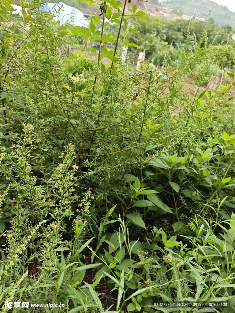 繁茂綠植景觀