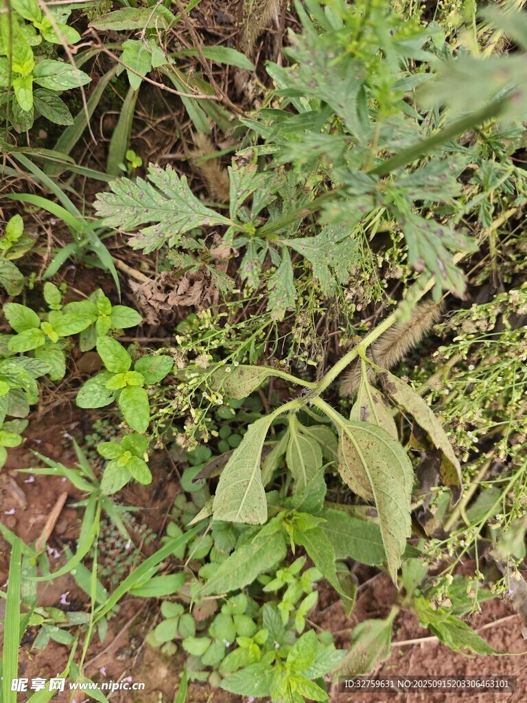 田間多樣綠色植物景象