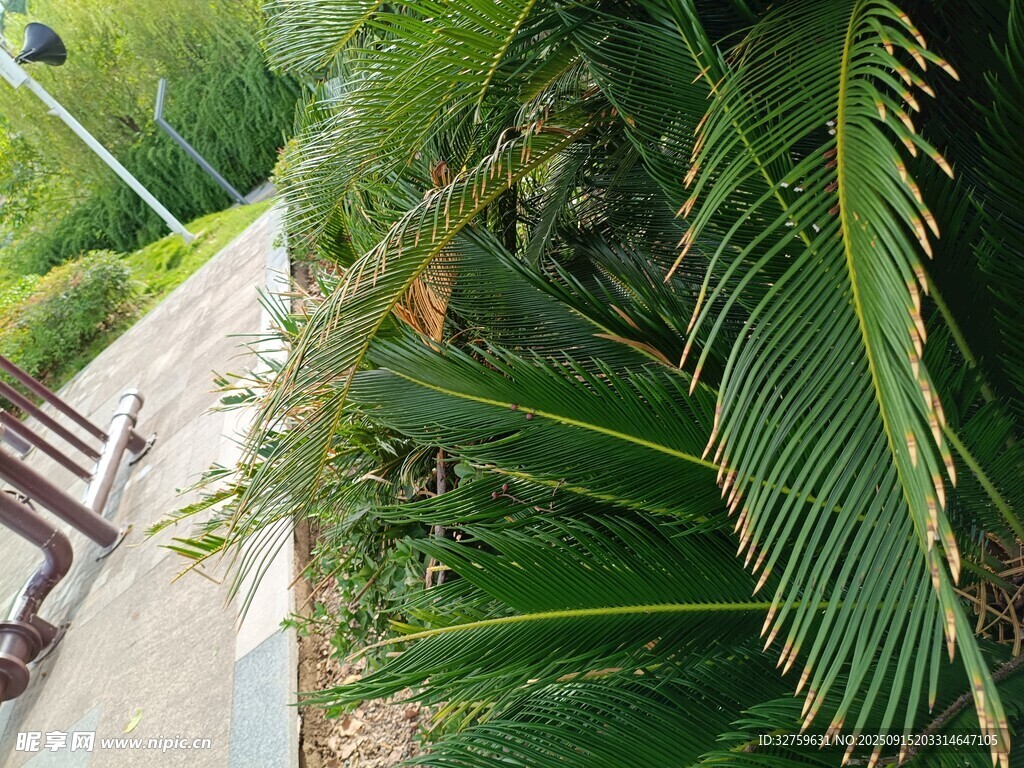 路邊的熱帶植物景觀