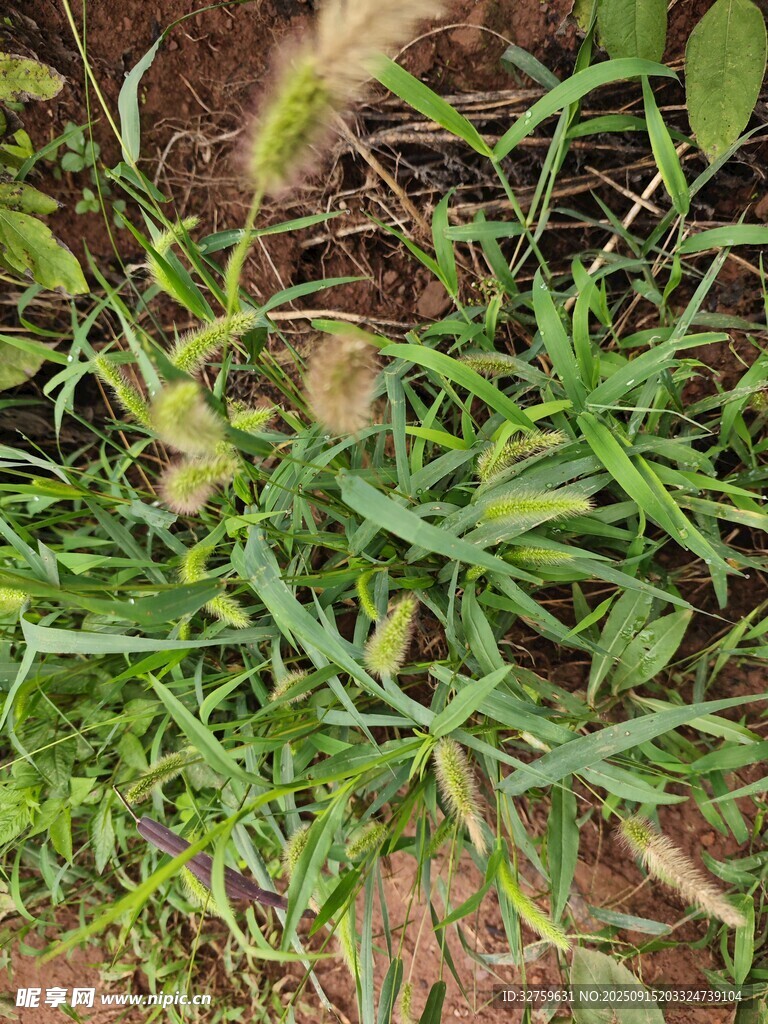 地面上的綠色植物群落