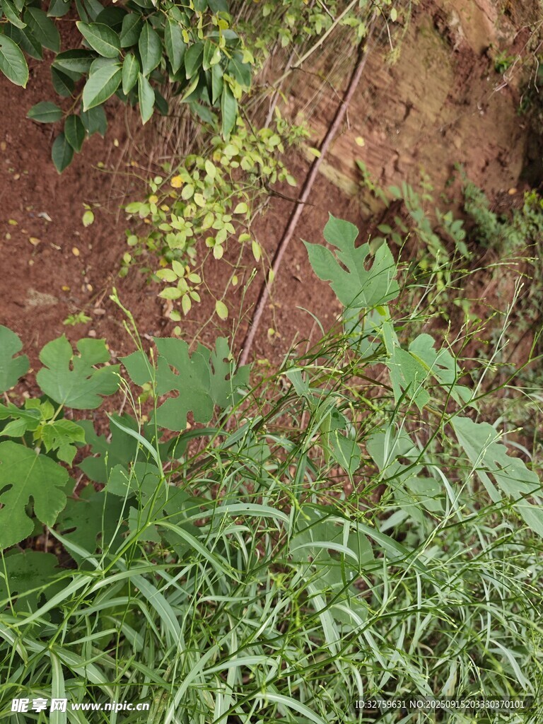 野外綠植與藤蔓植物景象