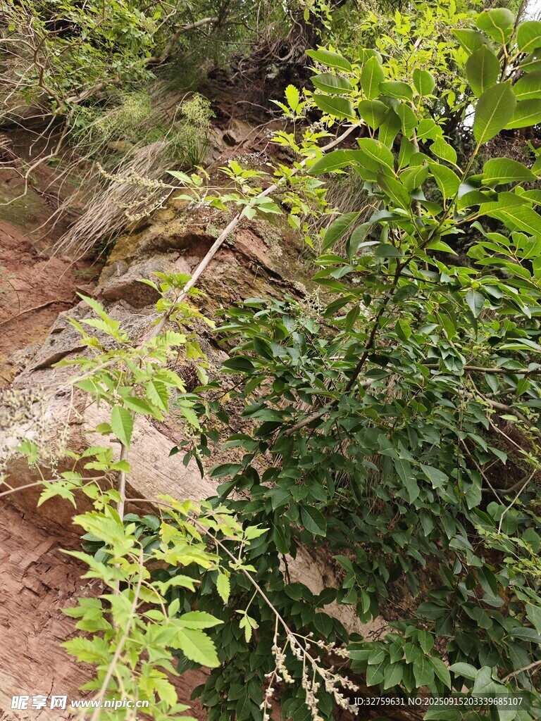 山林間的繁茂綠植與巖石