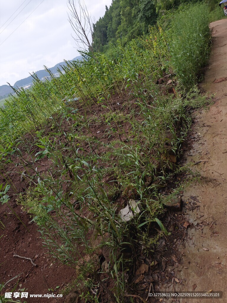 田間小徑旁的繁茂綠植