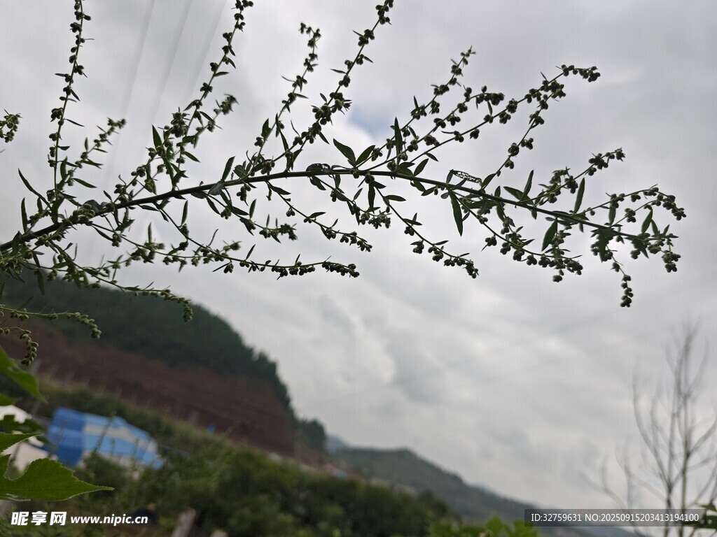 枝頭新景 