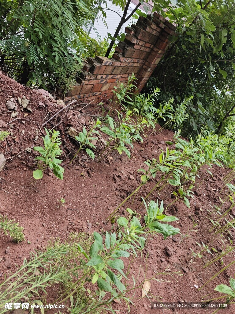 山坡上的綠植與裸露泥土