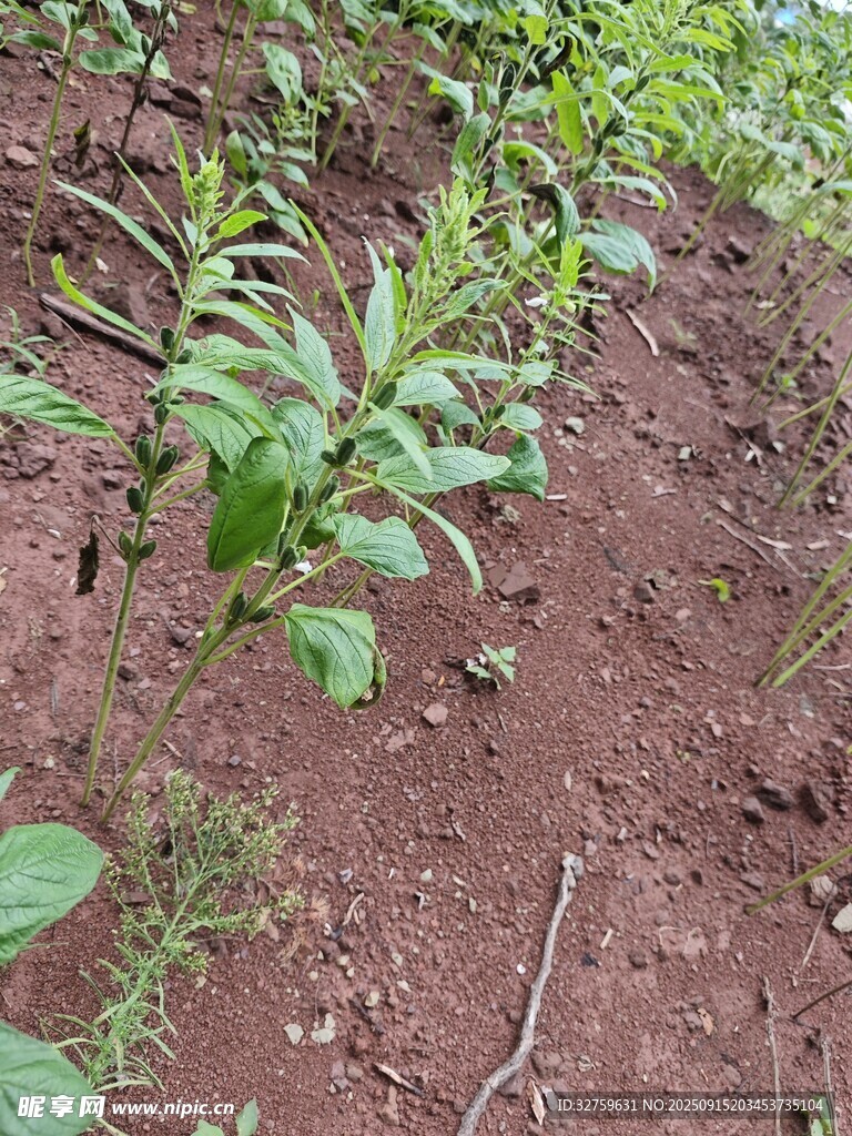 山坡上的嫩綠植物