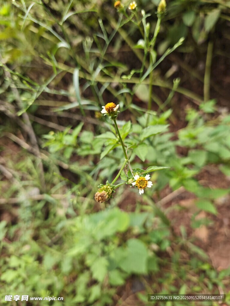 野外綠色植物上的黃色小花