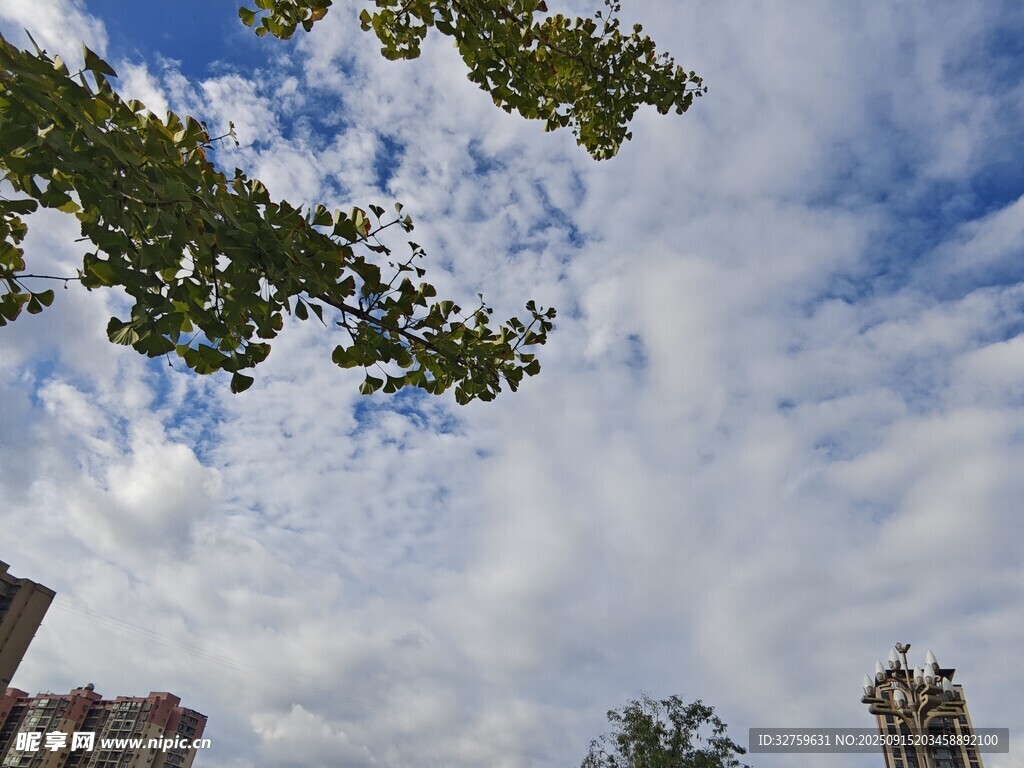 仰望天空下的城市與綠樹(shù)