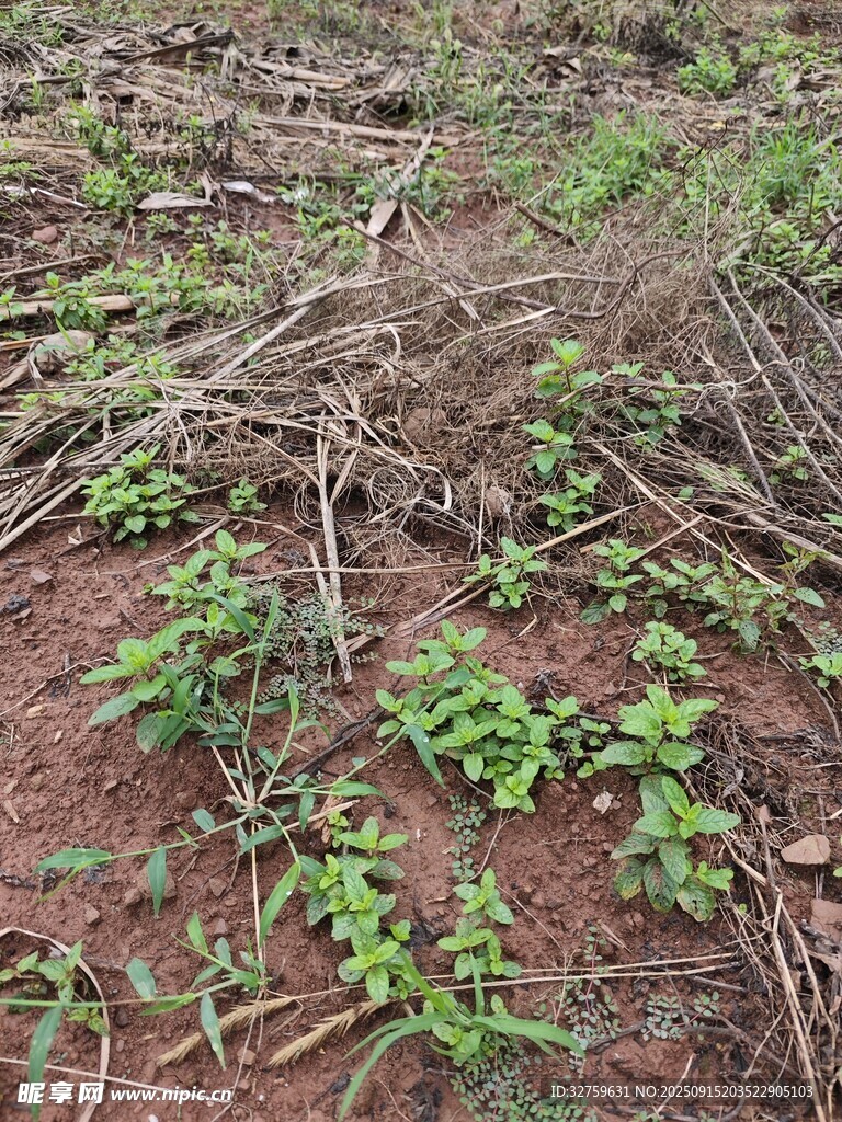 田間嫩綠幼苗破土而出