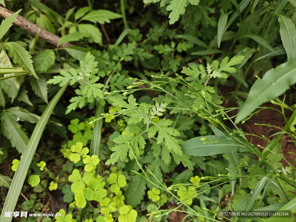 草叢中的嫩綠植物