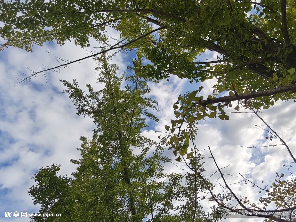 仰視藍天綠樹間的景致