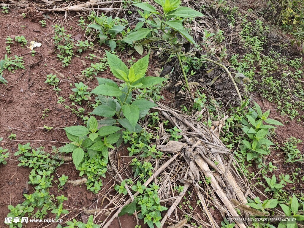 野外地面的綠植與枯枝