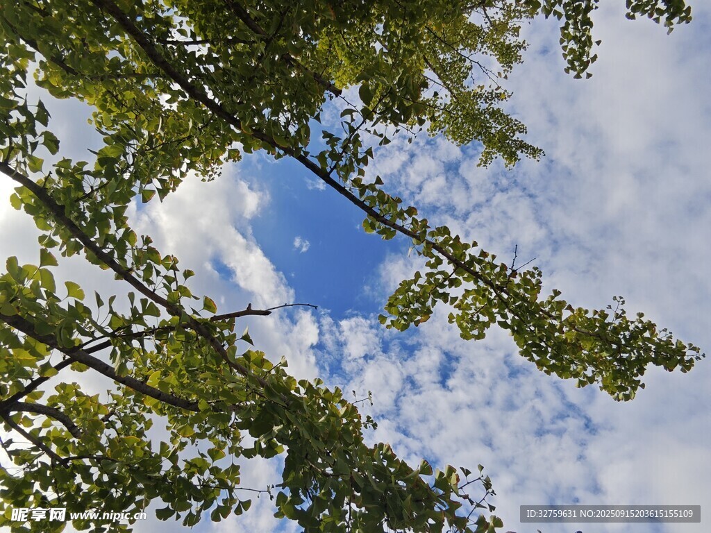 仰望藍(lán)天綠樹間的景致