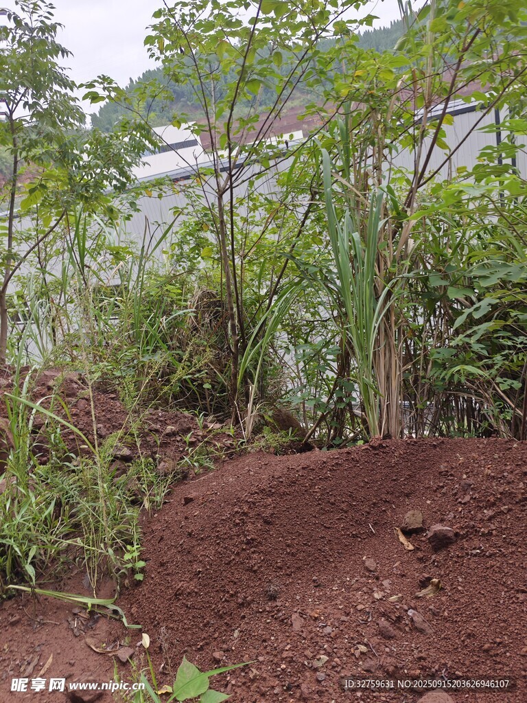 鄉(xiāng)村土地旁的繁茂綠植