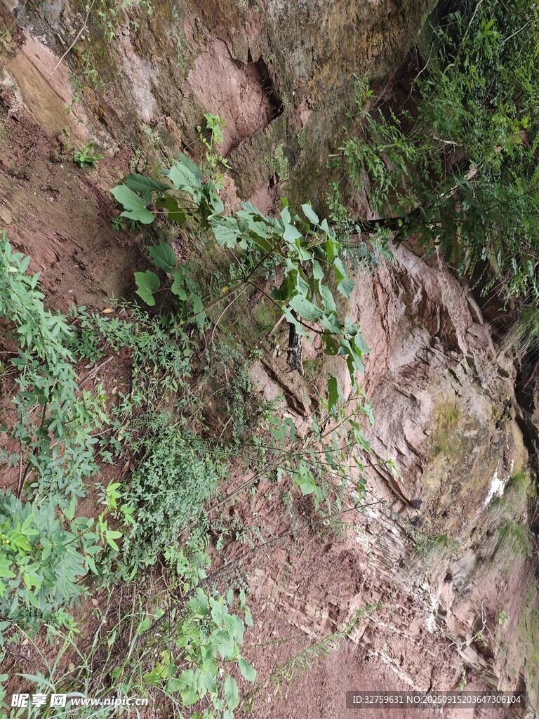巖壁上的綠植景觀