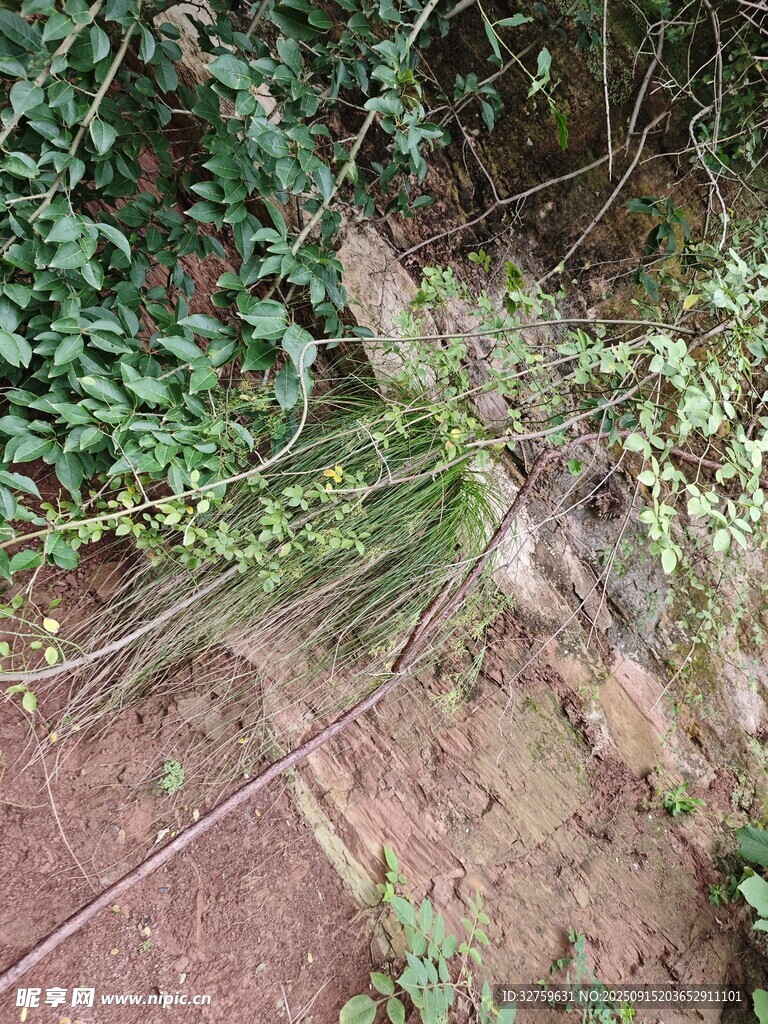 草叢中的透明蛛網(wǎng)