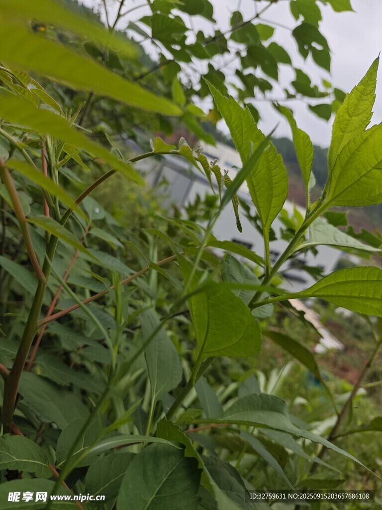 山間繁茂綠植景觀