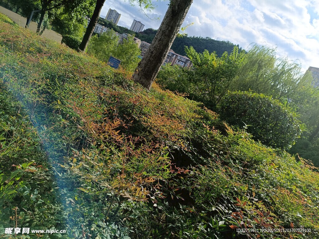 戶外綠植環(huán)繞的自然場景