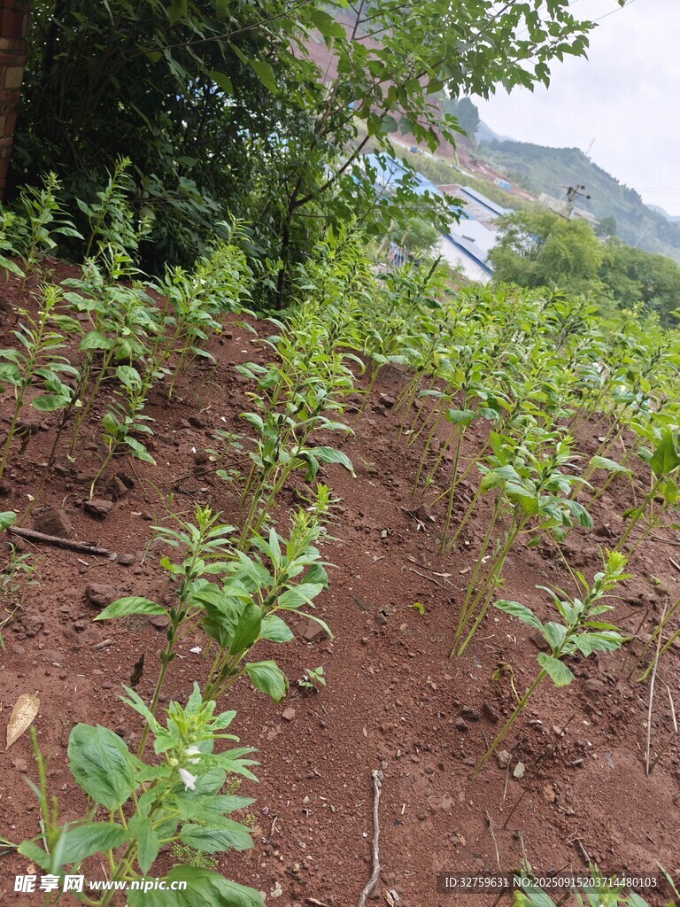 山坡上的綠色植物幼苗