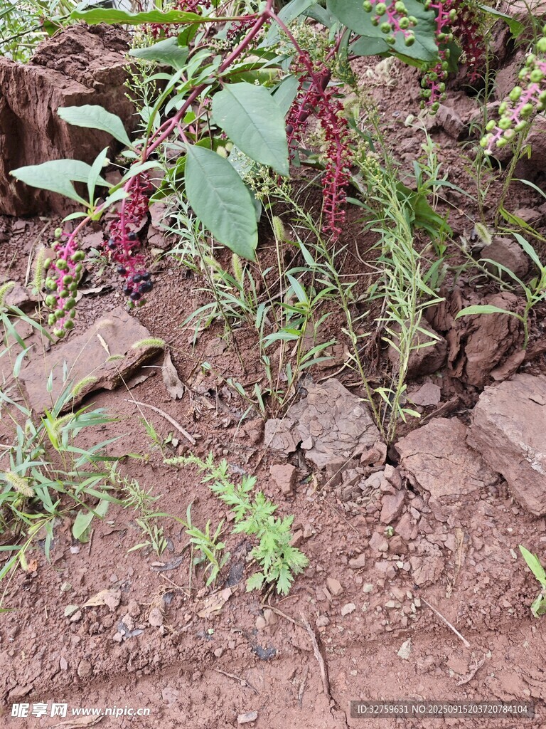 泥土中的多樣植物
