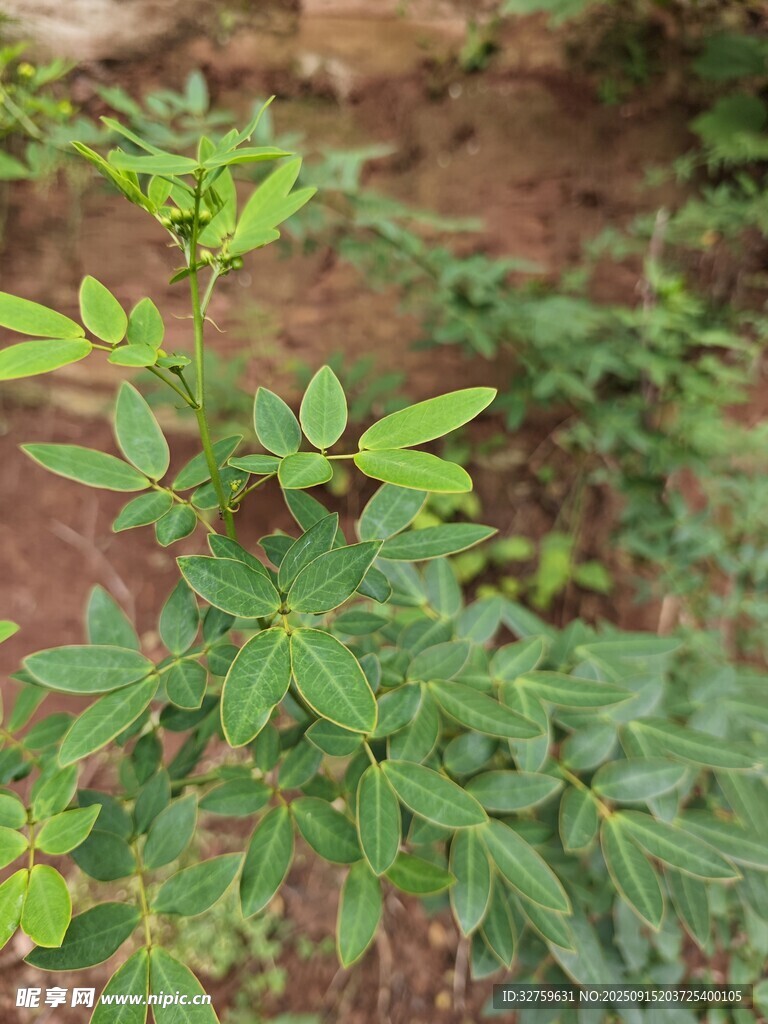 嫩綠枝葉的植物特寫