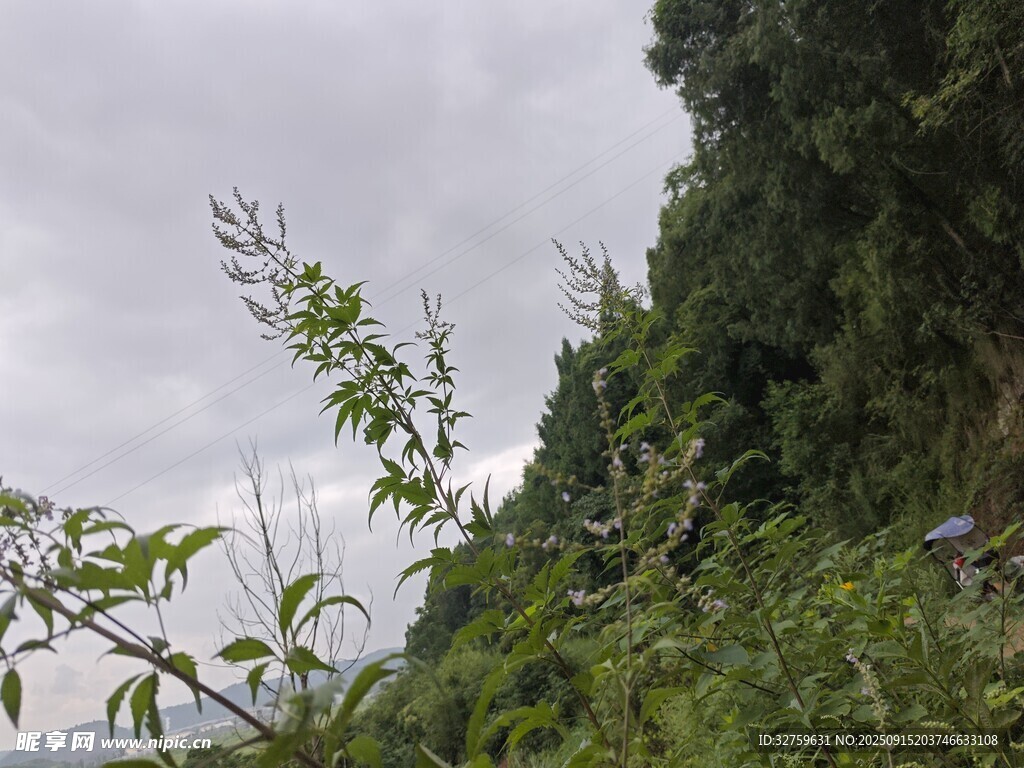 山間綠意盎然的植被景觀