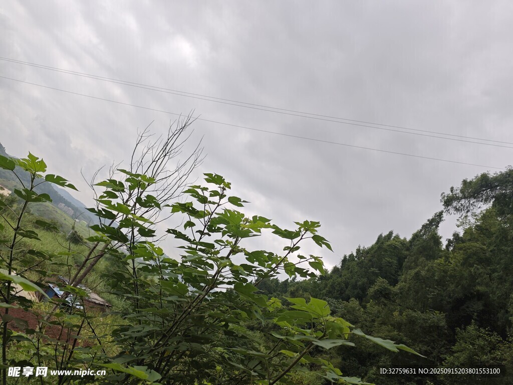 山間綠意 