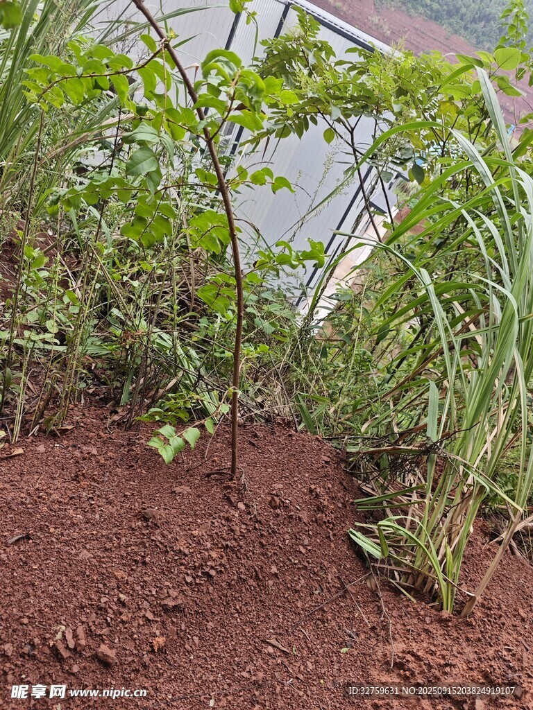 新植幼苗于泥土綠植間