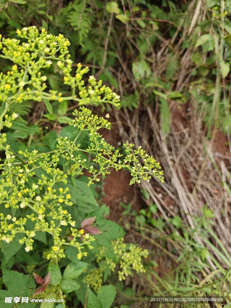 野外黃色小花綠植景象