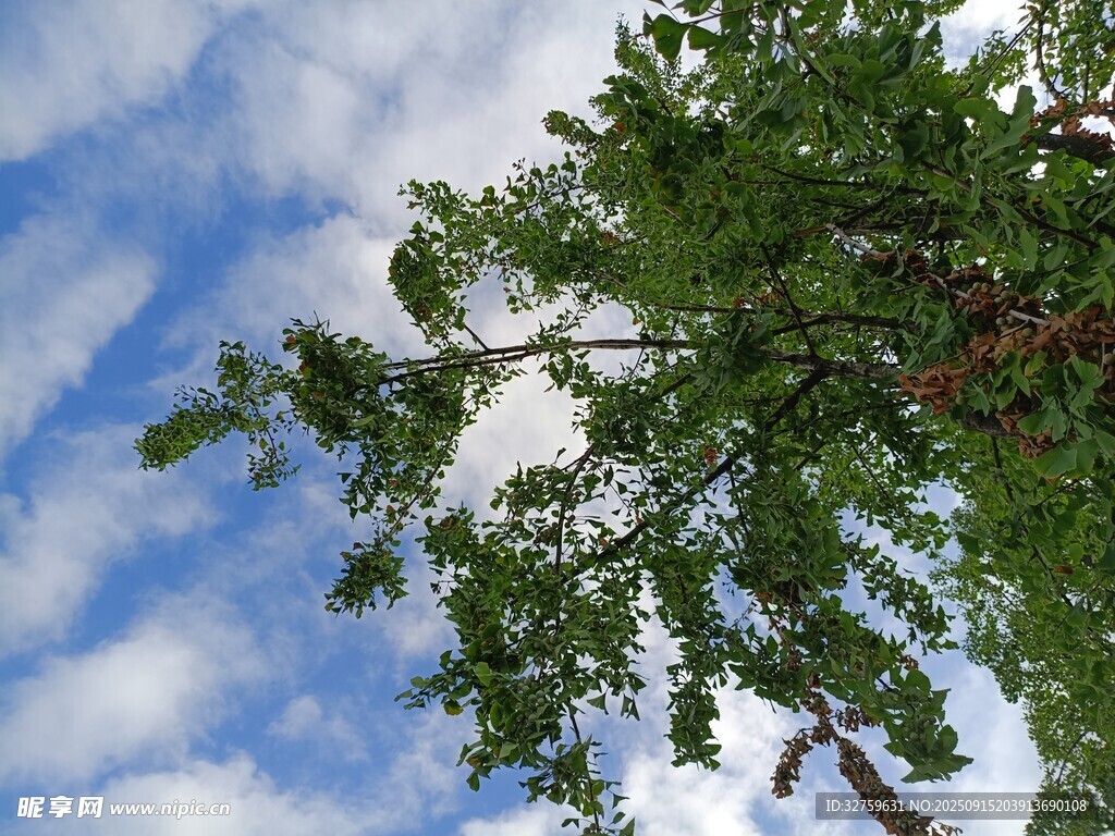 仰望藍天綠樹