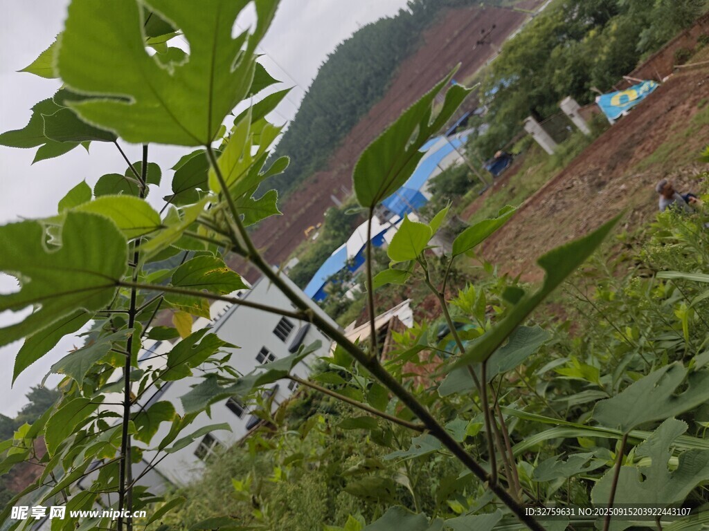 山間綠植與遠(yuǎn)處建筑景觀