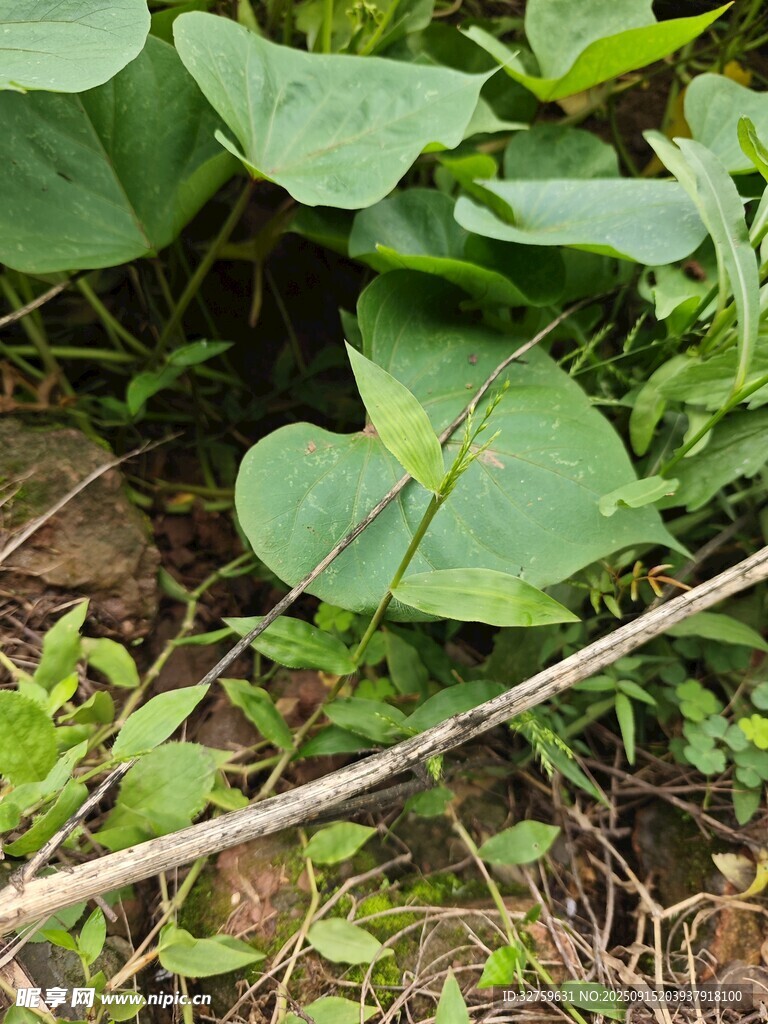 地面上的綠色植物與枝條