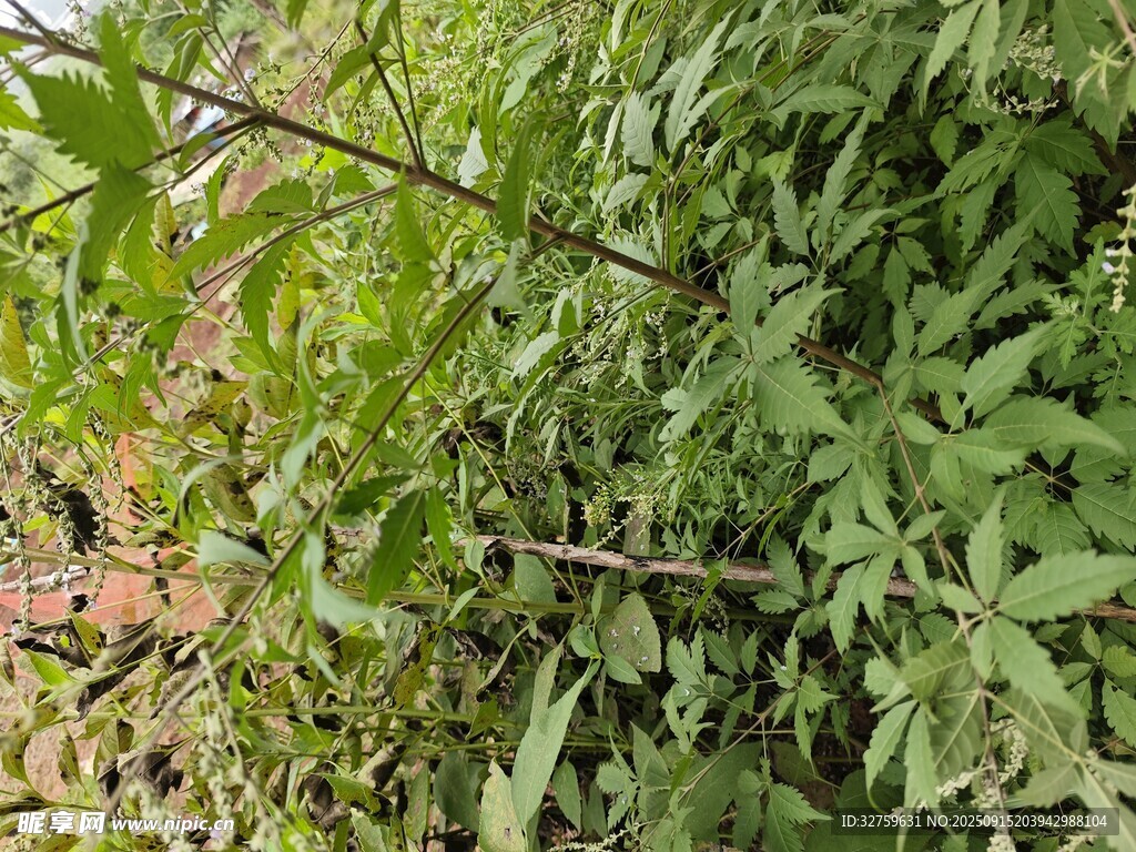 繁茂綠植特寫